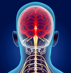 illustration of the nerve channels of the cervical spine
